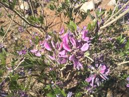 Image result for Napoleonaea gossweileri