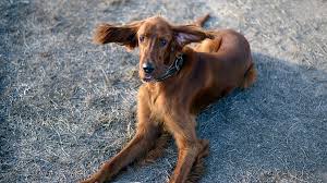 Image result for irský setr