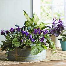 Everything You Need For An Easy To Make Dish Garden Dish Garden Plants House Plants