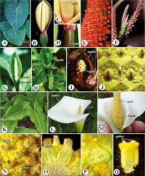 Image result for Araceae