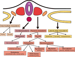 2+3.dermomyotome, this then becomes dermotome. Understanding Paraxial Mesoderm Development And Sclerotome Specification For Skeletal Repair Experimental Molecular Medicine