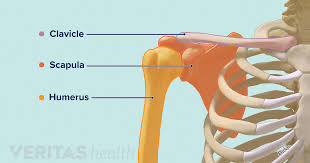 Important muscular spaces of shoulder. Guide To Shoulder Anatomy