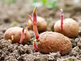 Care must be taken to ensure that the root potato tubers have buds known as eyes (figure 16) on the skin surface from which new plants. Potato Sprouts Top Facts Tips