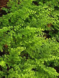 Save on flowers & gifts today. Shady Characters You Want In Your Garden East Texas Gardening