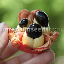 Image result for Blighia