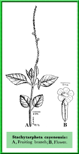 Image result for Stachytarpheta cayennensis