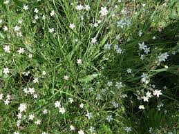Image result for Spergula
