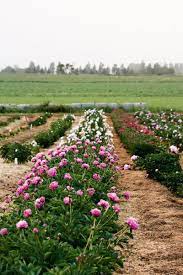 Pin On Flower Farming