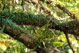 Image result for Bulbophyllum schinzianum