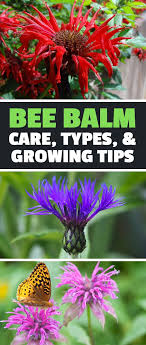 Bee Balm How To Plant Grow And Care For Monarda Epic Gardening Bee Balm Bee Balm Plant Types Of Herbs