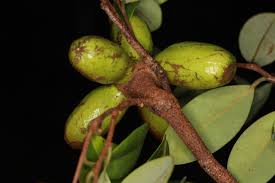 Image result for Xylopia odoratissima