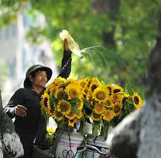 However uk drivers licence holders have to apply for a sri road conditions and driving standards in sri lanka can be challenging. Twelve Seasons Of Flowers The 12 Flower Seasons Of Hanoi Vietnam