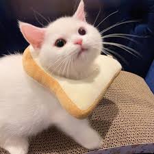 Animals On Twitter Baby Cats Cute Baby Cats Pretty Cats