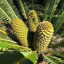 Image result for Encephalartos chimanimaniensis
