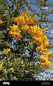 Image result for Pyracantha coccinea golden charmer
