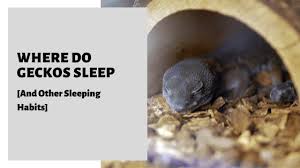 As always, we appreciate it. Where Do Geckos Sleep And Other Sleeping Habits