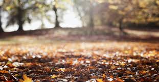 The un environment programme (unep) annually organizes events for world environment day, which encourages worldwide awareness and action for the protection of the environment. T1q N1nmw7fhum