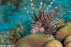 Bonaire Splash Dive Buddies 4 Life