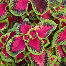 Image result for Coleus zombensis