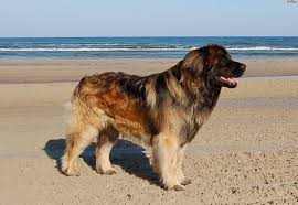Ask questions and learn about leonbergers at nextdaypets.com. Leonberger Dog Near The Ocean Photo Leonberger Dog Dogs Dog Breeds