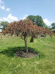 Weeping Cherry Problems 2020 Purdue Landscape Report