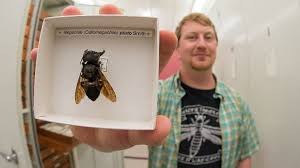 We did not find results for: World S Biggest Bee Found Alive Bbc News