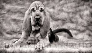 Black And White Hound Bloodhound Black And White Dog Photography Dogsinblackandwhite Photography Dogphotography Dogs Puppy Grand Dog Bloodhound Dogs White Dog Photography