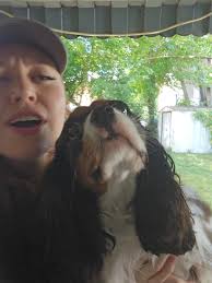 Cavalier King Charles Spaniel for Free Glendale Arizona