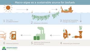 Algae can vary by color and appearance. Macrofuels Macro Algae As A Sustainable Source For Biofuels Wur