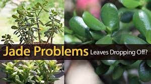 My friend never asked me again, why is. Jade Plant Losing Leaves Problems Turning Yellow Dropping Off