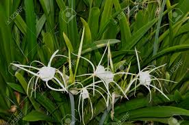 A spider lilies blooming in the poolside. Swamp Lily Crinum Pedunculatum Planted Here As Part Of The Stock Photo Picture And Royalty Free Image Image 105006500