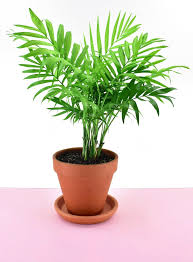 When the sun goes down, the leaves on the plants come together like prayer. Nontoxic Houseplants Safe For Cats And Dogs Dream A Little Bigger