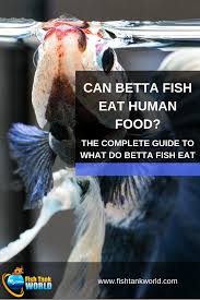 A Complete Guide To What Do Betta Fish Eat Can They Eat Human Food Betta Fish Human Food Betta