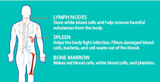 What Is Non Hodgkins Lymphoma Rituxan Rituximab