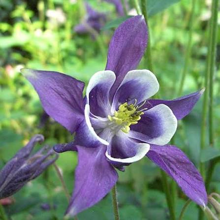 What Is a Columbine Flower?