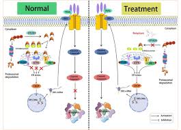 Image result for Rolapitant
