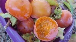 Spanish Fruit A Seasonal Guide Quince Chirimoya Loquats Piccavey Fruit In Season Loquats Quince