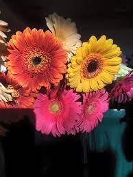 Dollar tree store at bradford plaza in west chester, pa. Dan S Flowers Home Facebook