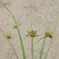 Image result for Cyperus laevigatus