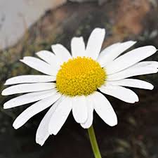 Daylily, snow lady is a type (cultivar) of shasta daisy. Amazon Com Shasta Daisy Flower Seeds Snow Lady Variety 100 Seeds Aas Winner Dwarf Flower Garden Plant Perennial Daisies Garden Outdoor