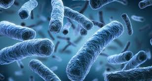 Members of the family Bacillaceae, including Bacillus and related genera, can produce endospores