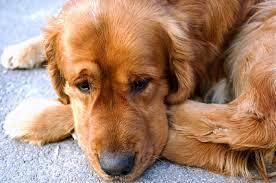 Why Is My Dog Crying What Can I Do
