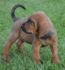 Welcome to big lake golden retrievers. Bloodhounds Hunting Hunting Dogs In Southeast Louisiana Dogs And Kids Most Popular Dog Breeds Bloodhound