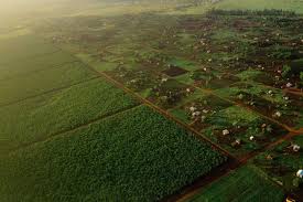 The words тselangor and trengganuуare hereby replaced by the words тselangor, terengganu and the federal territory. Grain Land And Seed Laws Under Attack Who Is Pushing Changes In Africa