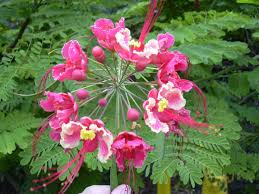 Image result for Caesalpinia