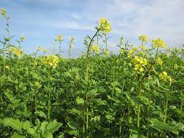 زراعة الخردل mustard plant plants brassica juncea