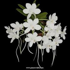 Image result for Subularia monticola