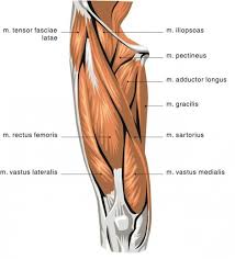 Pelvic & upper thigh anatomy. How To Grow A Pair Upper Leg Muscles Quad Muscles Muscle Diagram