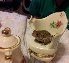 Dead Among The Roses Frog Cute Frogs Toad