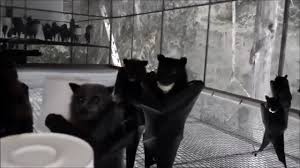 Cette dernière s'adressait spécifiquement aux mouvements de jeunesse avec comme idée principale de proposer des animations et des balades thématiques. Des Chauves Souris En Boite De Nuit